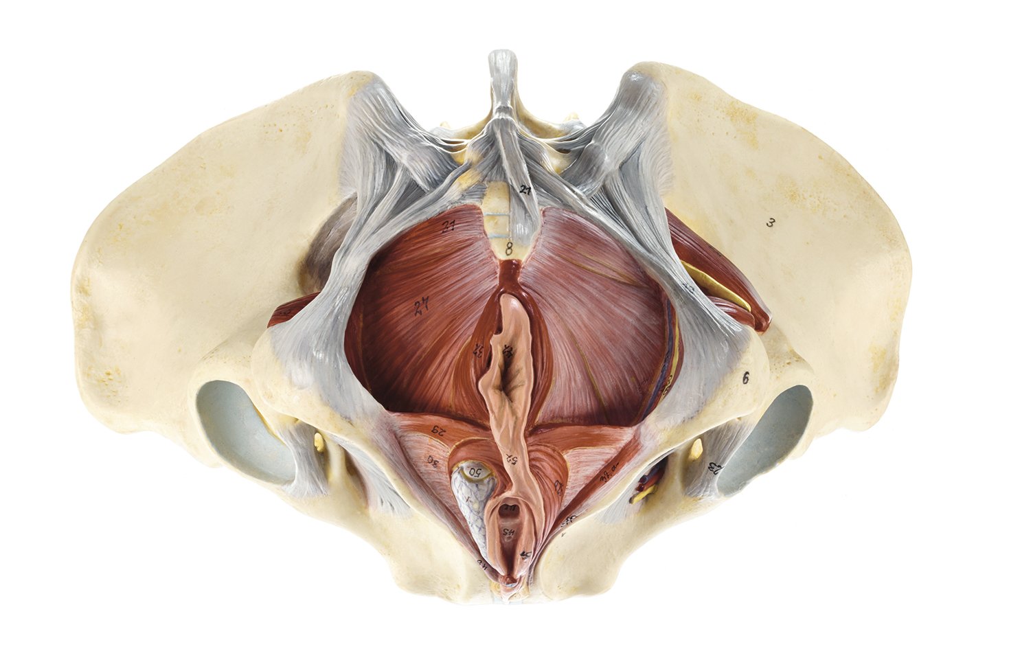 Female Pelvic Floor
