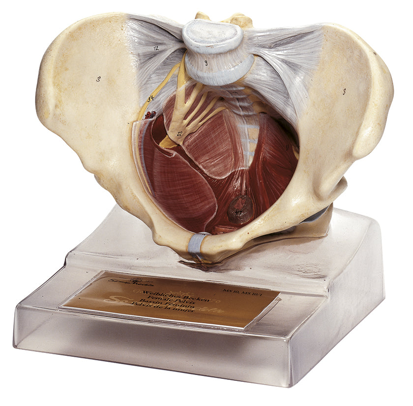 Female Pelvic Floor