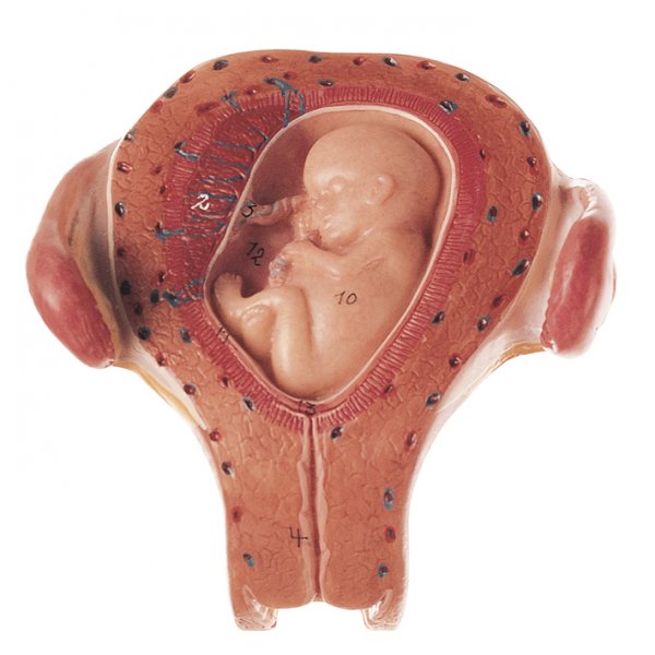 Uterus with Embryo in Third Month - Somso MS 12/3