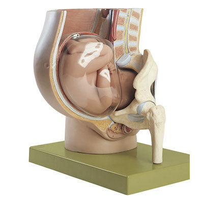 Pelvis with Uterus in Ninth Month of Pregnancy Somso Ms 13/1