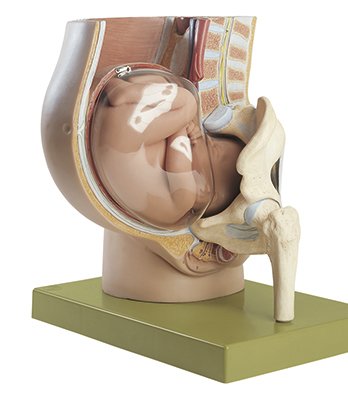 Pelvis with Uterus in Ninth Month of Pregnancy (MS 13/1) - Somso