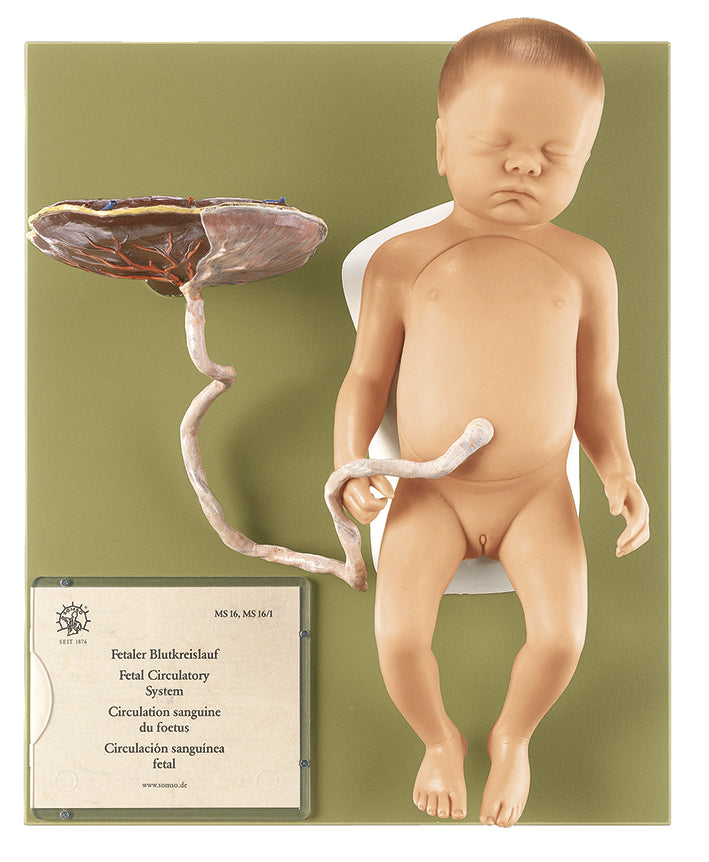 Female Fetus