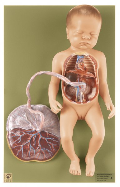Fetal Circulatory System (MS 16) - Somso