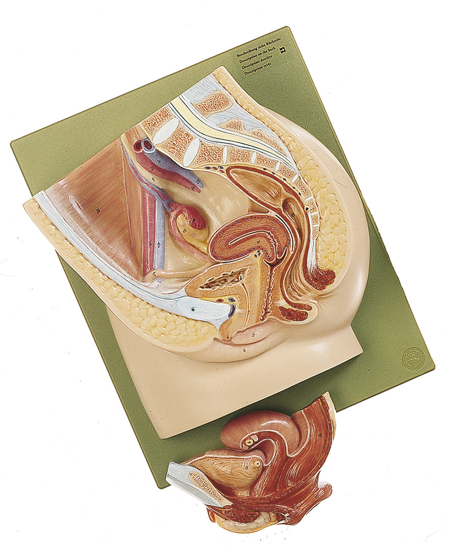 Median Section of the Female Pelvis