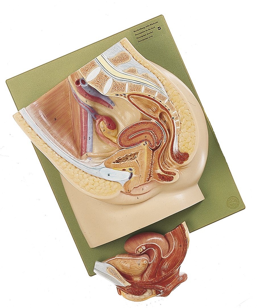 Median Section of the Female Pelvis