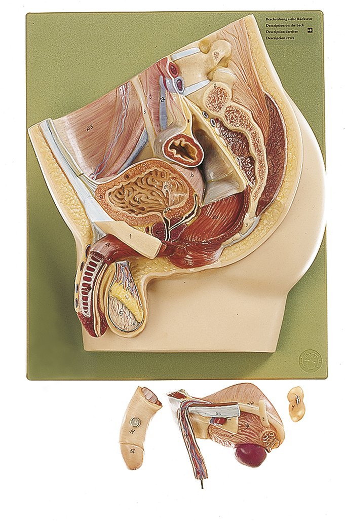 Median Section of the Male Pelvis