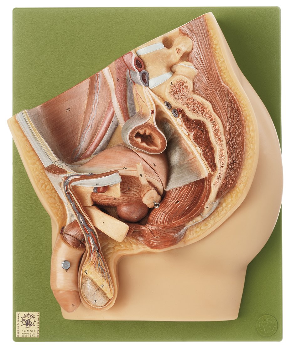 Median Section of the Male Pelvis