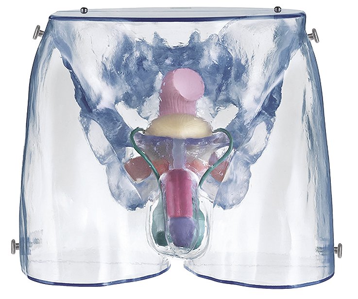 Model of the Male Sexual Organs