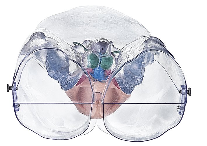 Model of the Male Sexual Organs