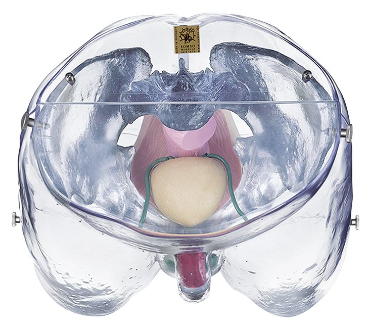Model of the Male Sexual Organs