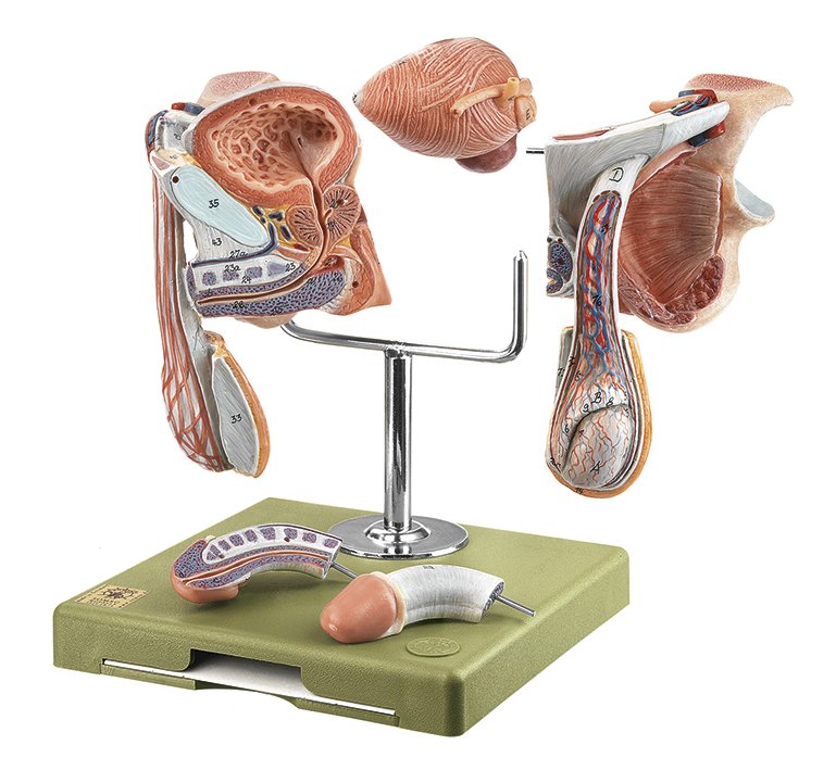 Male Genital Organs