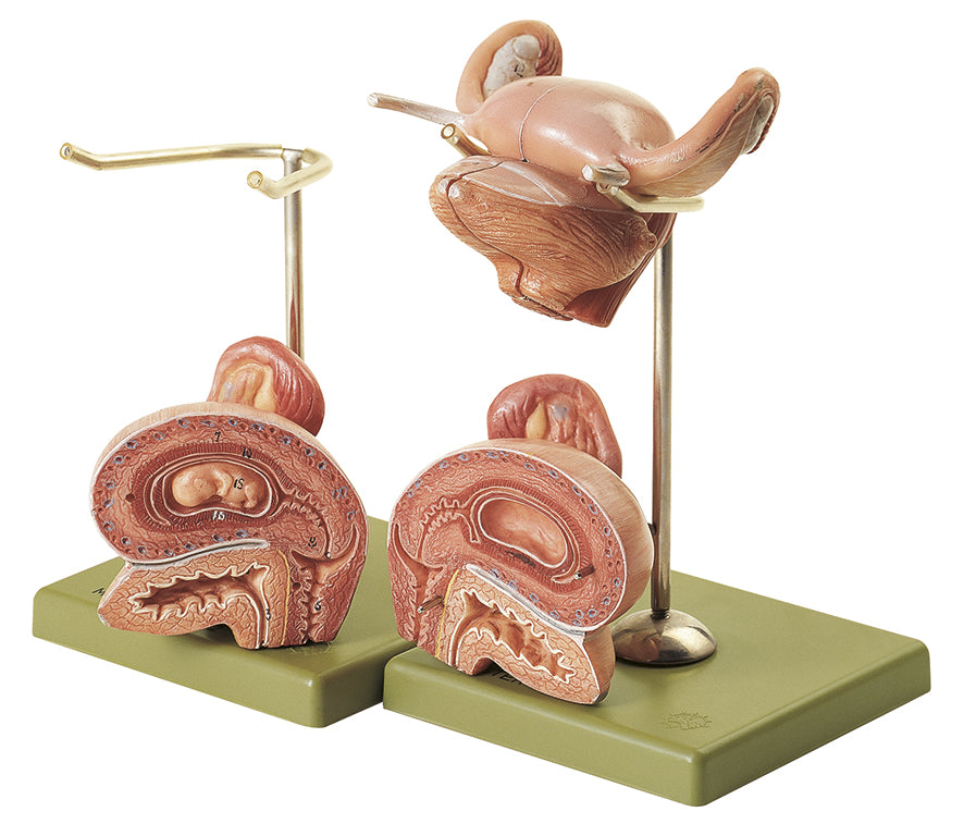 Internal Female Genital Organs, 2 parts