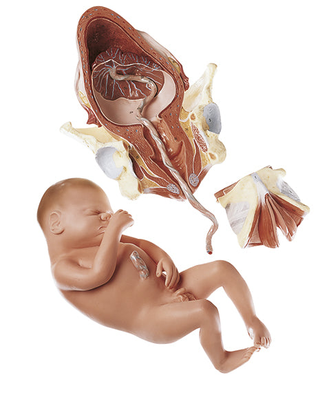 Birth - Third Stage - Somso MS 45/3, view 2