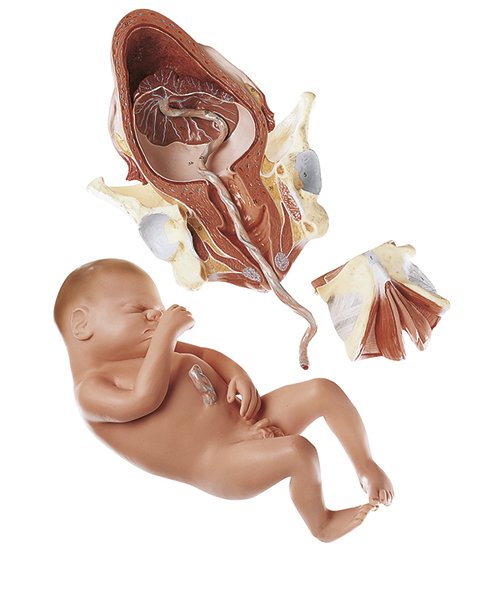 Birth - Third Stage