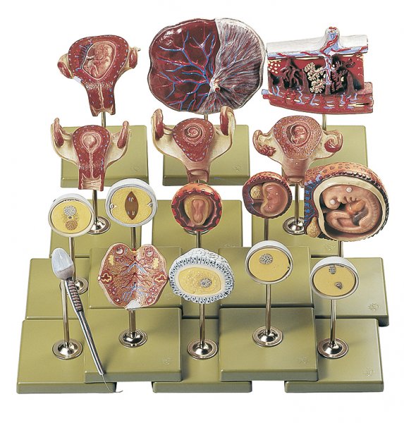 Fertilization and Development of the Human Ovum to 3rd Month (MS 47) - Somso