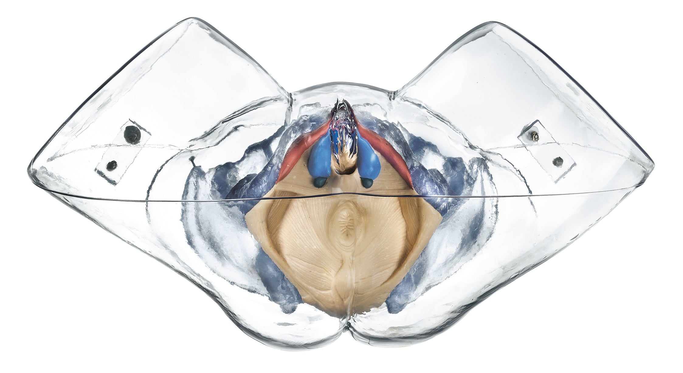 Model of the Female Sexual Organs