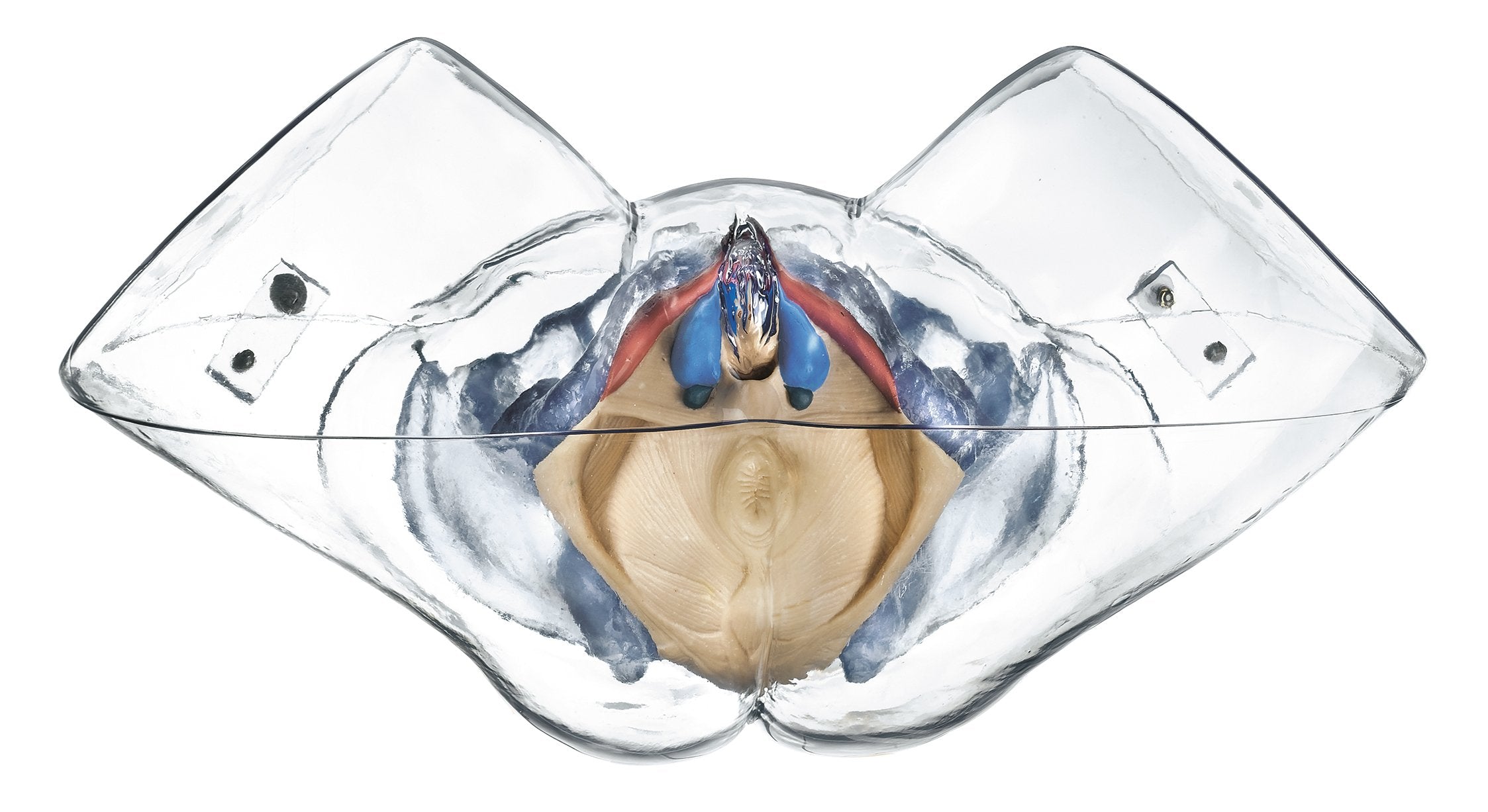Model of the Female Sexual Organs