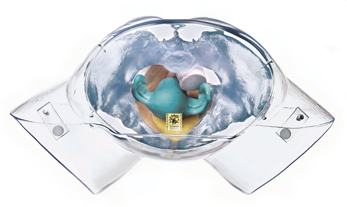 Model of the Female Sexual Organs