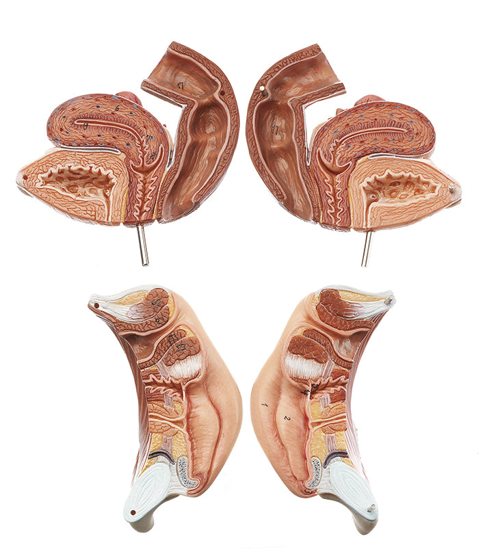 Female Genital Organs
