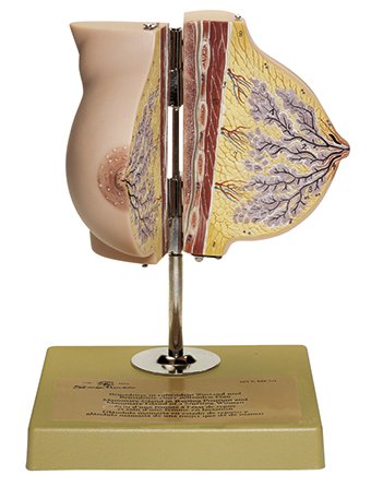 Mammary Gland in Resting Position