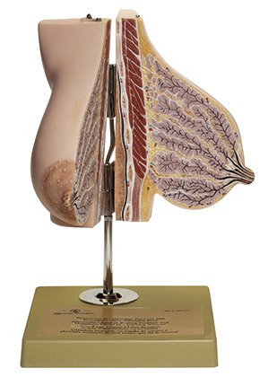 Mammary Gland of a Breastfeeding Woman - Somso MS 7/1