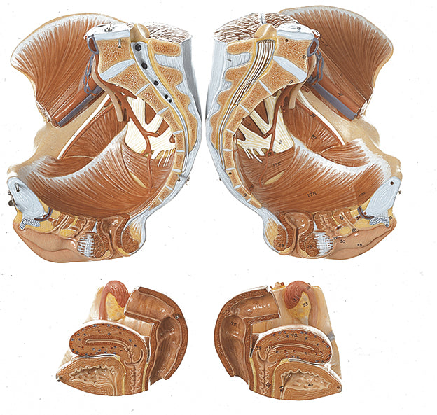 Female Pelvis