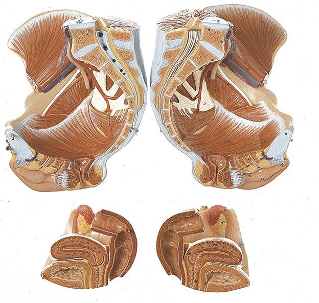 Female Pelvis