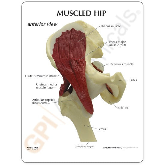 Muscled Hip