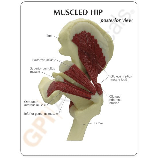 Muscled Hip