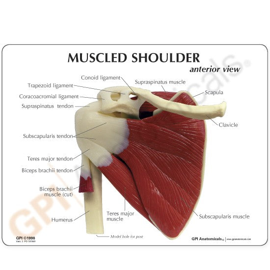 Muscled Shoulder
