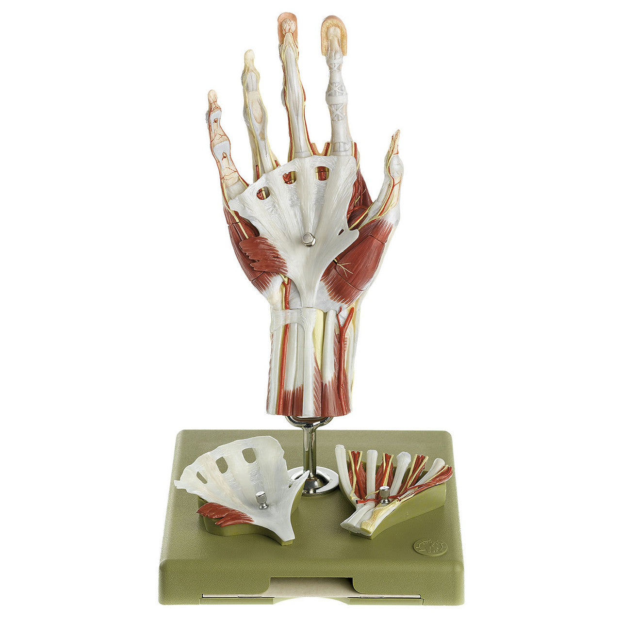 Surgical Hand Model in a didactic Colour-Scheme Somso Ns 13/1-E