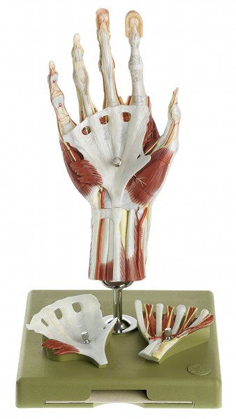 Surgical Hand Model in a didactic colour-scheme