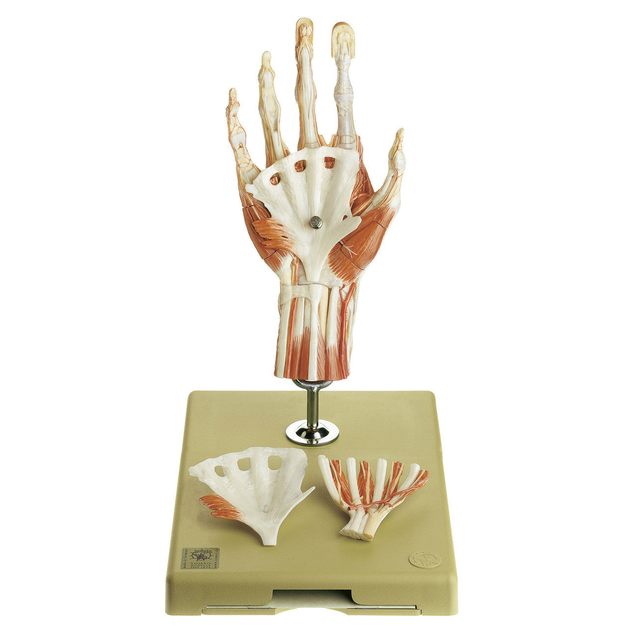 Surgical Hand Model Somso Ns 13/1