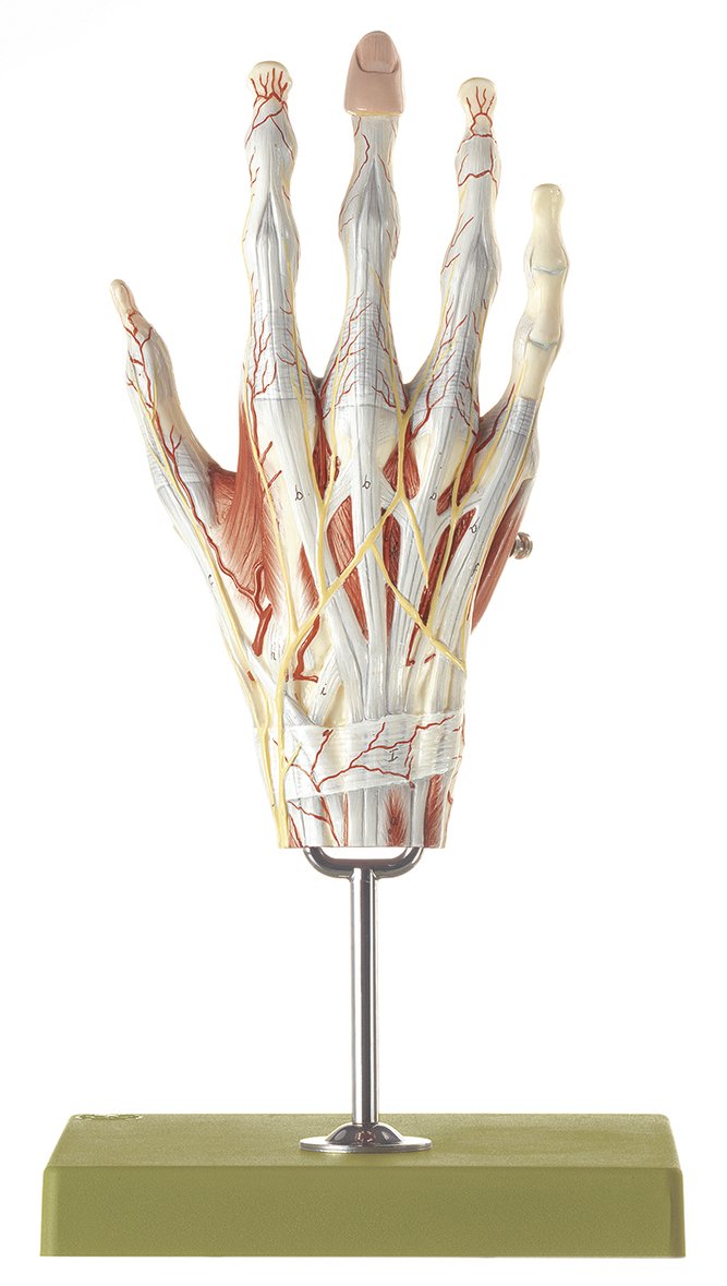 Muscles of the Hand with Base of Fore-Arm