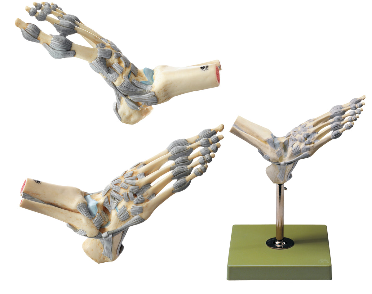 Ankle Joints with Ligaments
