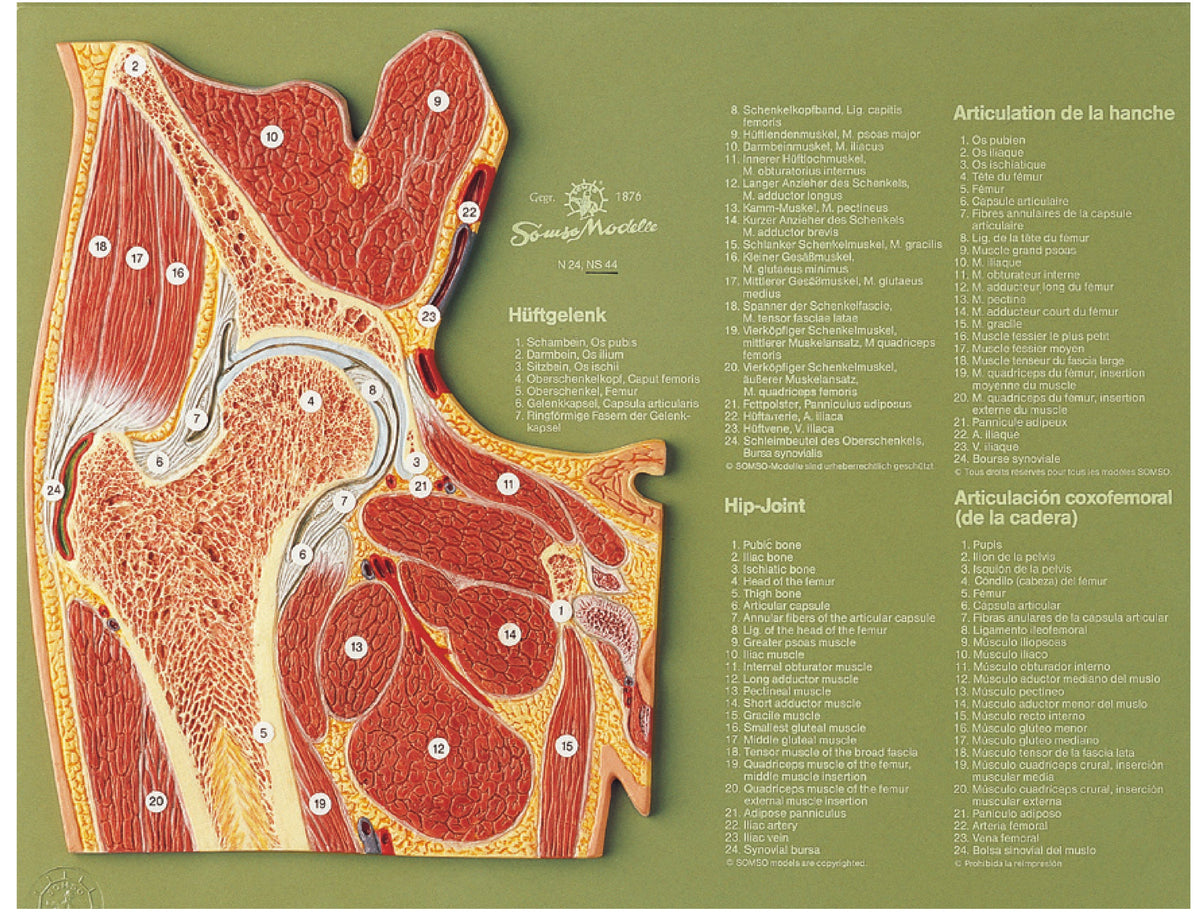 Section through the Hip Joint
