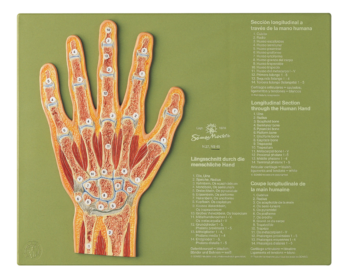 Section through the Hand