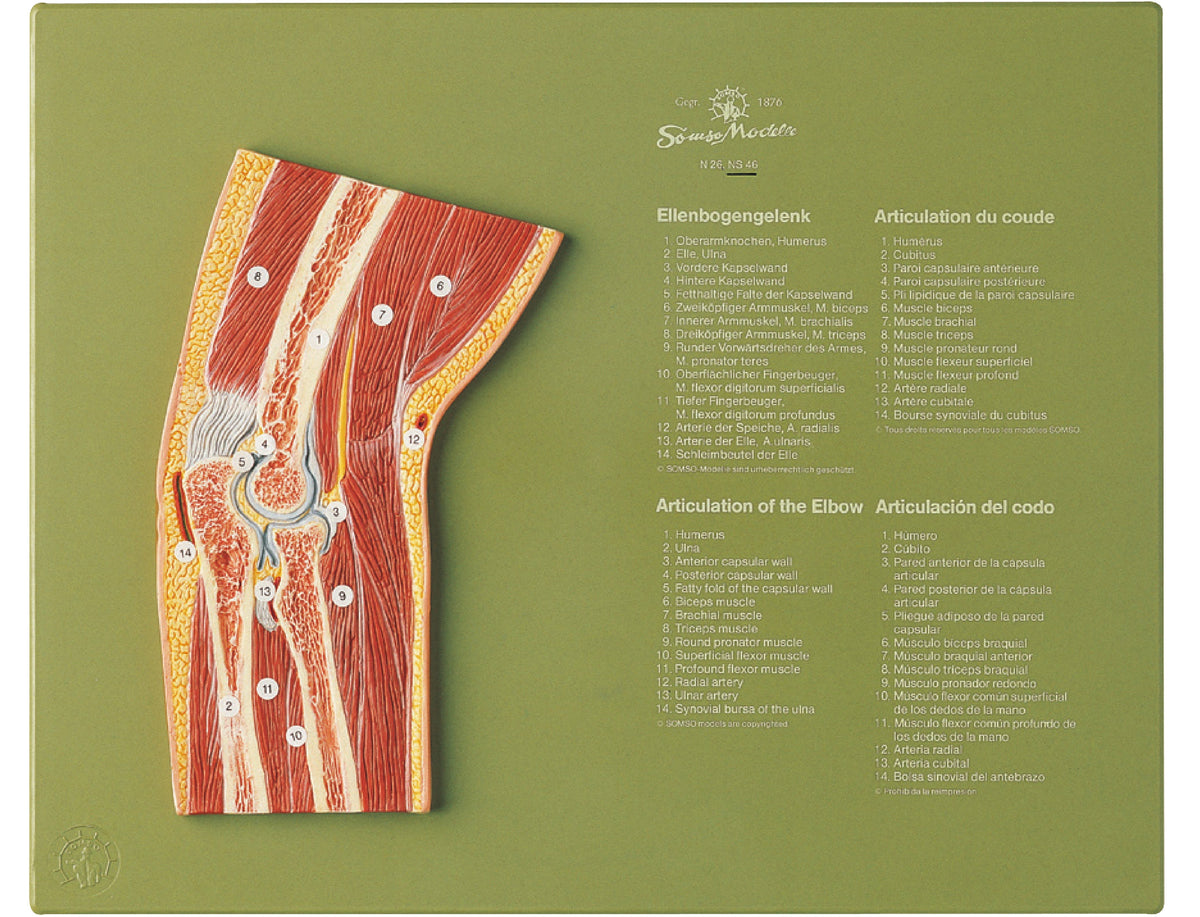 Section through the Elbow