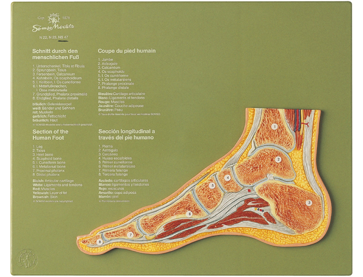 Section through a Normal Foot