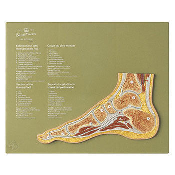 Section through a Normal Foot Somso Ns 47