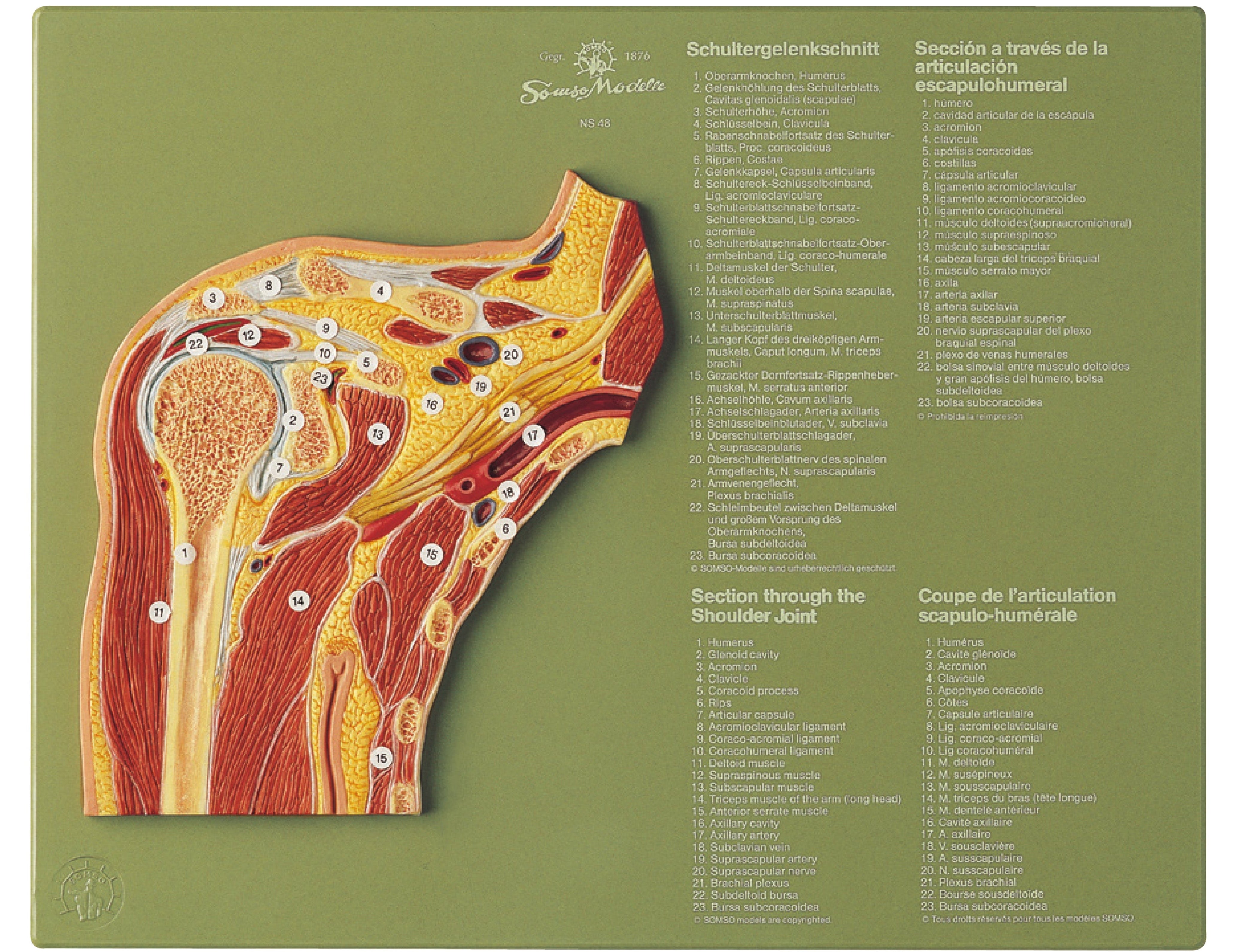 Section through the Shoulder Joint