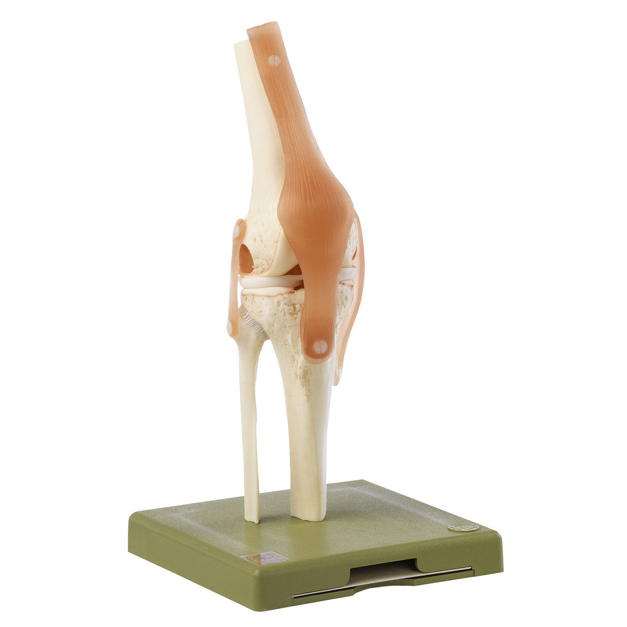 Functional Model of the Knee Joint Somso Ns 50