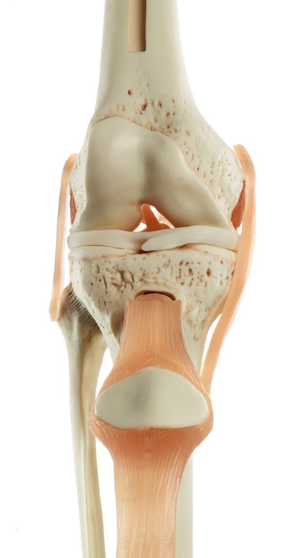 Functional Model of the Knee Joint