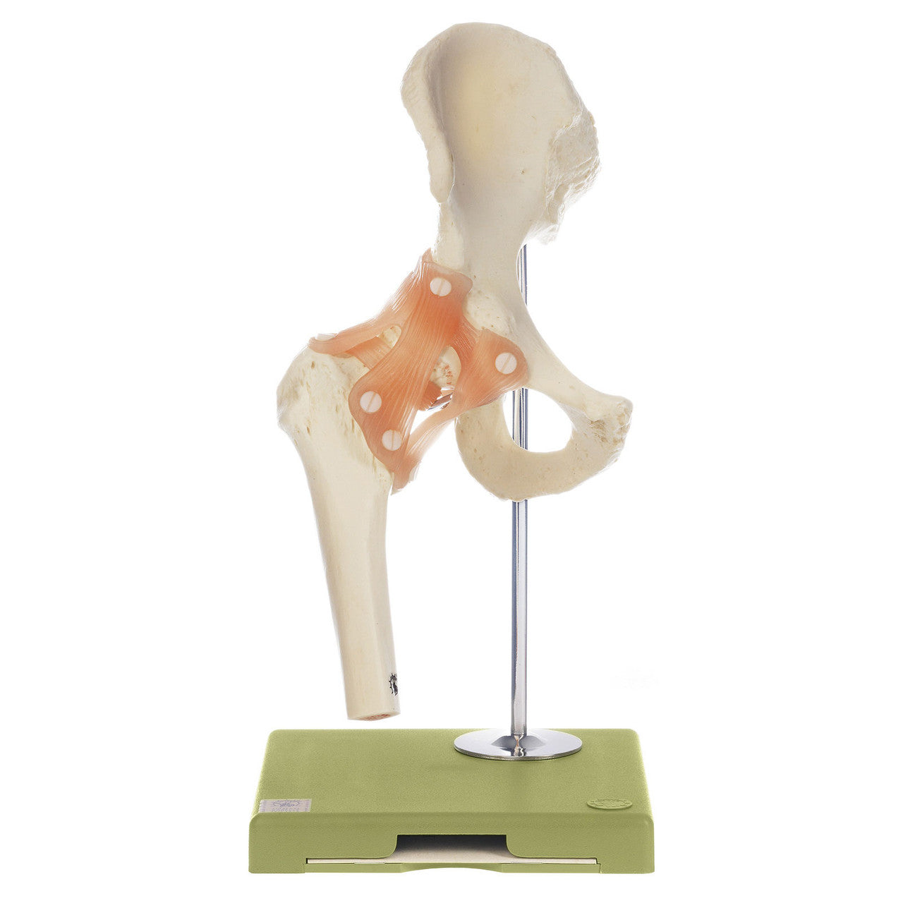 Functional Model of the Hip Joint Somso Ns 51