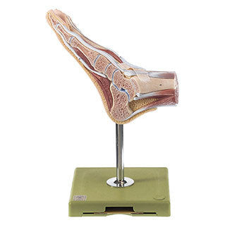Normal Foot sectioned with muscles Somso Ns 8