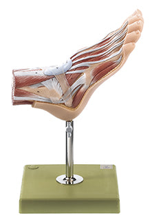 Normal Foot