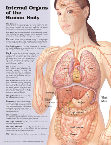 Internal Organs of the Human Body chart