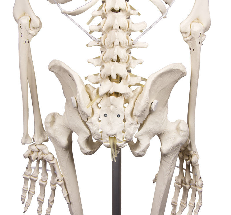 Physiological skeleton for realistic movement