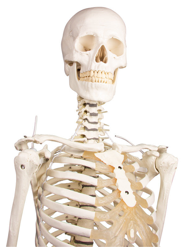 Physiological skeleton for realistic movement