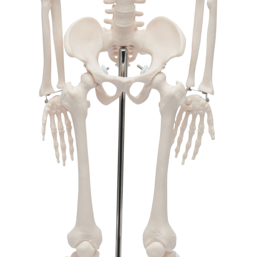 Value Miniature Human Skeleton - Hand Detail